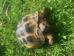 Horsfield  : Male approx 13/15 years old (Percy)